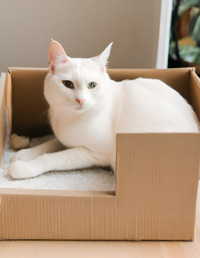 A white cat with eyelids on the wrong side of their eyes and what appears to be missing back legs, sits in an awkwardly shaped box.