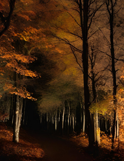 A photo-like scene of a forest at night, in autumn colors