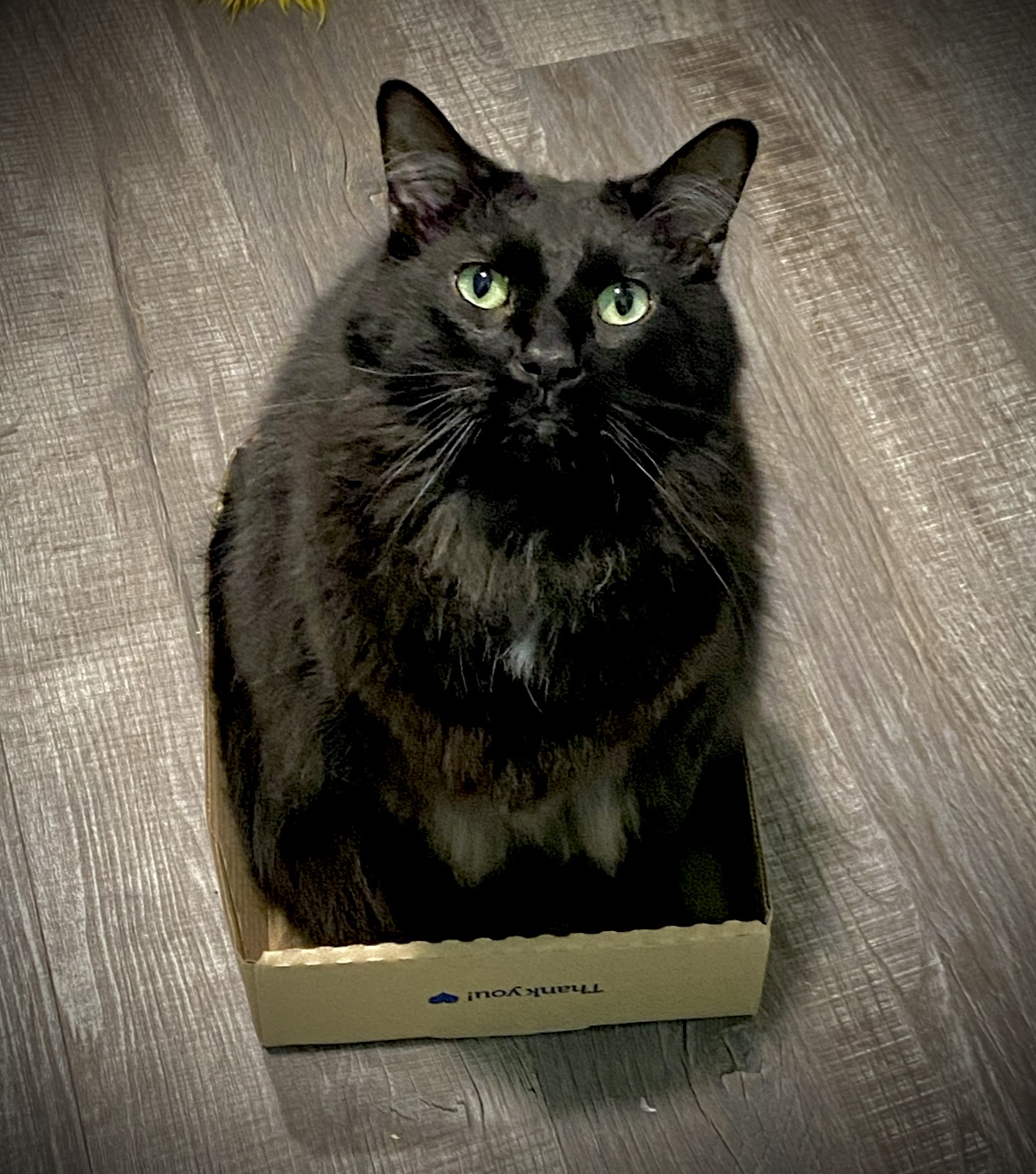 A long-haired black cat with green eyes sits in a short box, looking at the camera