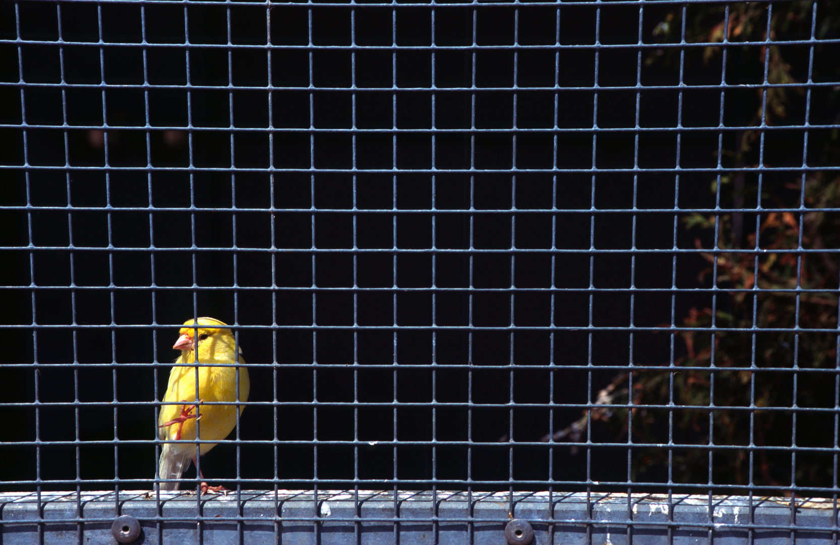 Canary A canary looks out from the bars of its cage
